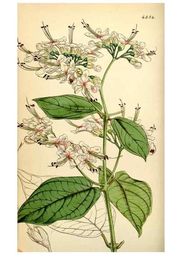 Reproducción/Reproduction 34407541324: Curtis's botanical magazine.. London ; New York [etc.] :Academic Press [etc.]