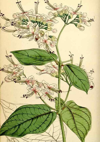 Reproducción/Reproduction 34407541324: Curtis's botanical magazine.. London ; New York [etc.] :Academic Press [etc.]