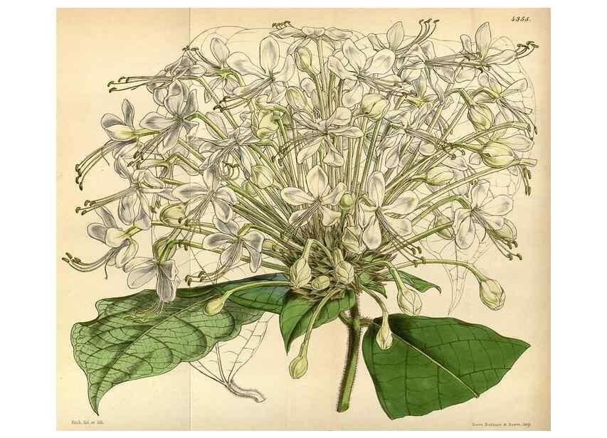 Reproducción/Reproduction 34407543834: Curtis's botanical magazine.. London ; New York [etc.] :Academic Press [etc.]