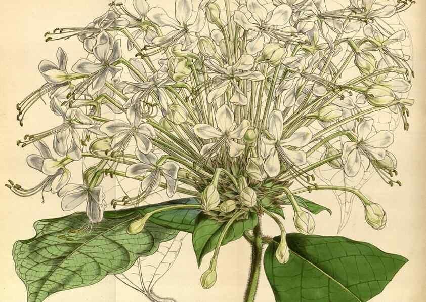 Reproducción/Reproduction 34407543834: Curtis's botanical magazine.. London ; New York [etc.] :Academic Press [etc.]