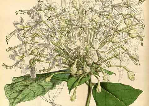 Reproducción/Reproduction 34407543834: Curtis's botanical magazine.. London ; New York [etc.] :Academic Press [etc.]