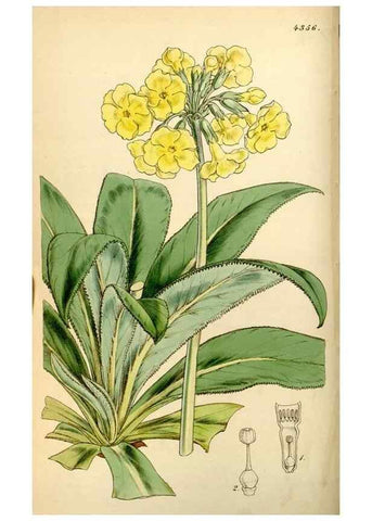Reproducción/Reproduction 34407546564: Curtis's botanical magazine.. London ; New York [etc.] :Academic Press [etc.]