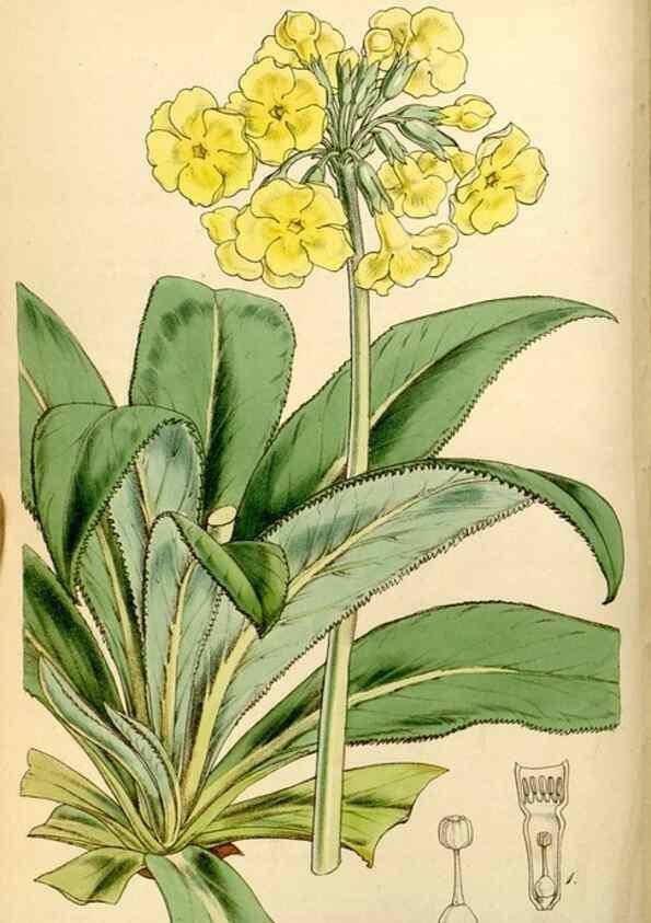 Reproducción/Reproduction 34407546564: Curtis's botanical magazine.. London ; New York [etc.] :Academic Press [etc.]