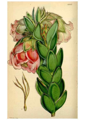 Reproducción/Reproduction 35251312265: Curtis's botanical magazine.. London ; New York [etc.] :Academic Press [etc.]