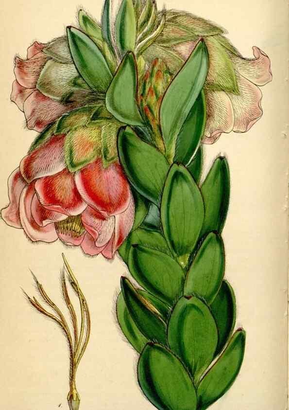 Reproducción/Reproduction 35251312265: Curtis's botanical magazine.. London ; New York [etc.] :Academic Press [etc.]