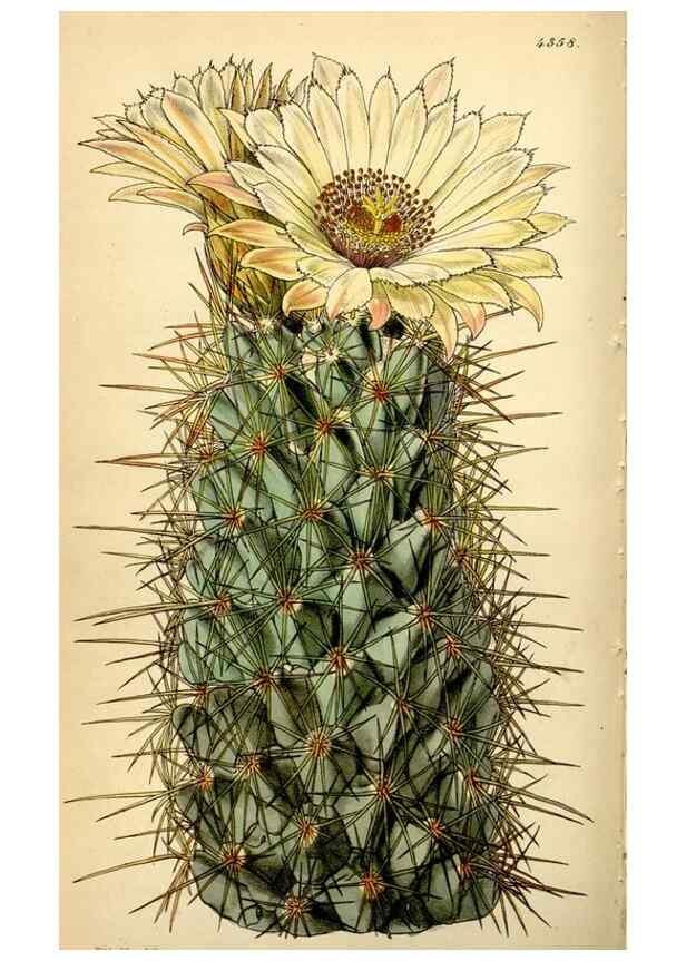 Reproducción/Reproduction 35251316215: Curtis's botanical magazine.. London ; New York [etc.] :Academic Press [etc.]