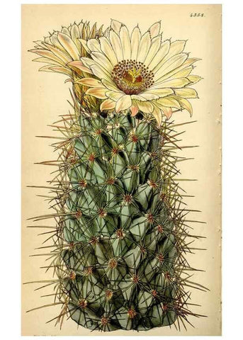 Reproducción/Reproduction 35251316215: Curtis's botanical magazine.. London ; New York [etc.] :Academic Press [etc.]