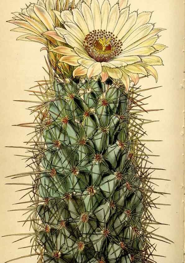 Reproducción/Reproduction 35251316215: Curtis's botanical magazine.. London ; New York [etc.] :Academic Press [etc.]