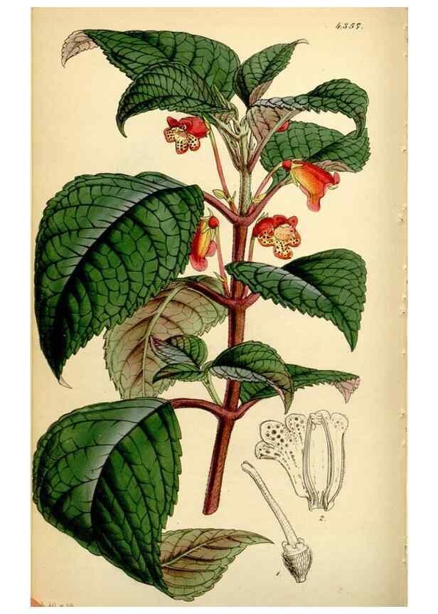 Reproducción/Reproduction 35251319585: Curtis's botanical magazine.. London ; New York [etc.] :Academic Press [etc.]