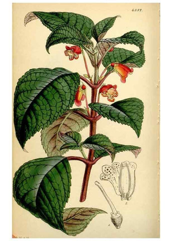 Reproducción/Reproduction 35251319585: Curtis's botanical magazine.. London ; New York [etc.] :Academic Press [etc.]