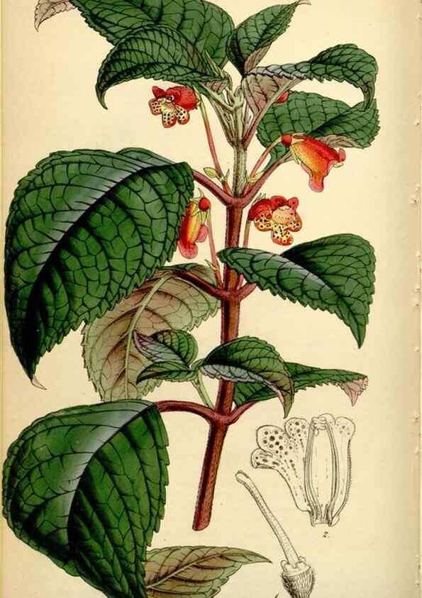 Reproducción/Reproduction 35251319585: Curtis's botanical magazine.. London ; New York [etc.] :Academic Press [etc.]