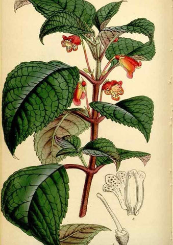 Reproducción/Reproduction 35251319585: Curtis's botanical magazine.. London ; New York [etc.] :Academic Press [etc.]