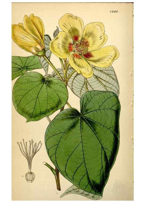Reproducción/Reproduction 35251322995: Curtis's botanical magazine.. London ; New York [etc.] :Academic Press [etc.]