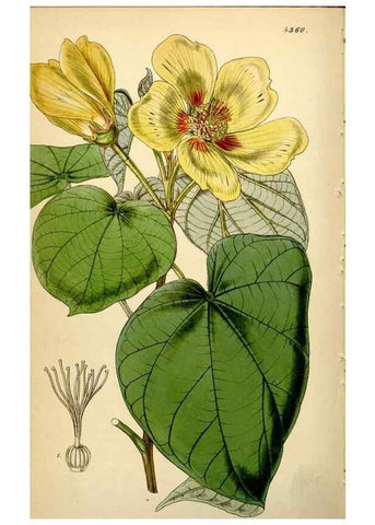 Reproducción/Reproduction 35251322995: Curtis's botanical magazine.. London ; New York [etc.] :Academic Press [etc.]