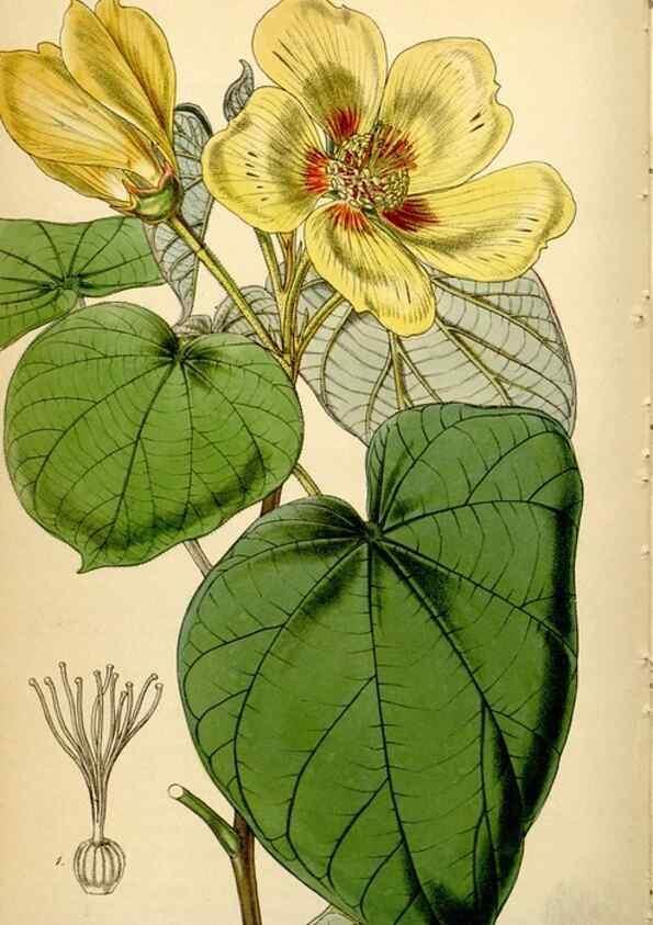 Reproducción/Reproduction 35251322995: Curtis's botanical magazine.. London ; New York [etc.] :Academic Press [etc.]