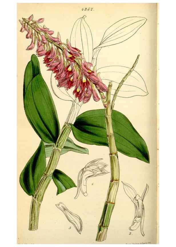 Reproducción/Reproduction 34407536514: Curtis's botanical magazine.. London ; New York [etc.] :Academic Press [etc.]