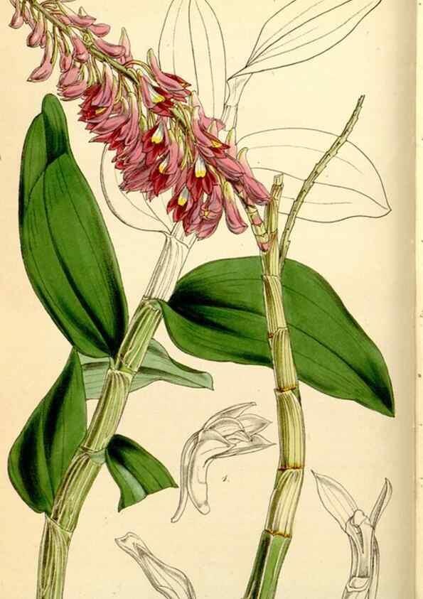 Reproducción/Reproduction 34407536514: Curtis's botanical magazine.. London ; New York [etc.] :Academic Press [etc.]
