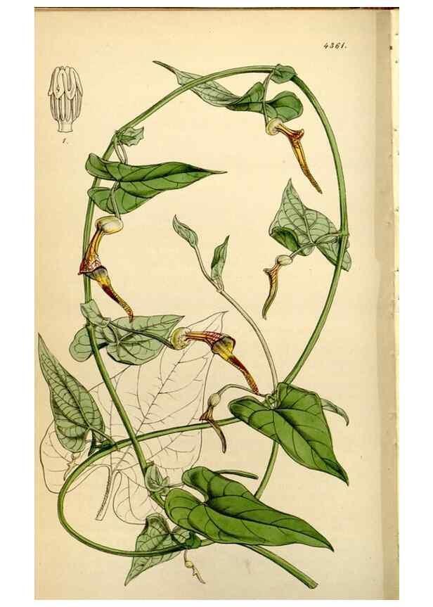 Reproducción/Reproduction 35211478406: Curtis's botanical magazine.. London ; New York [etc.] :Academic Press [etc.]