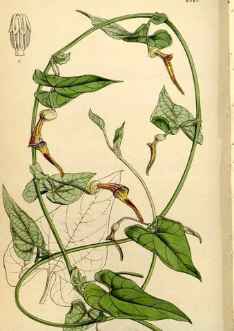 Reproducción/Reproduction 35211478406: Curtis's botanical magazine.. London ; New York [etc.] :Academic Press [etc.]
