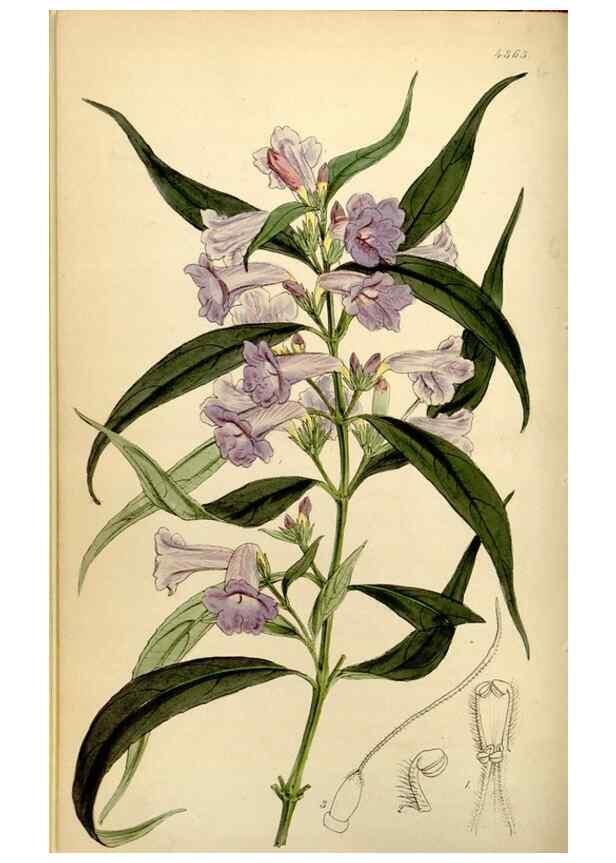 Reproducción/Reproduction 35211483966: Curtis's botanical magazine.. London ; New York [etc.] :Academic Press [etc.]