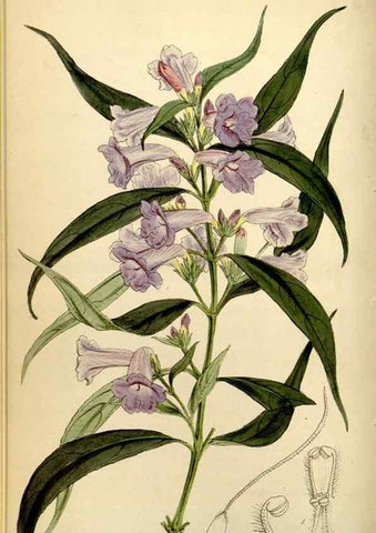 Reproducción/Reproduction 35211483966: Curtis's botanical magazine.. London ; New York [etc.] :Academic Press [etc.]