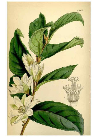 Reproducción/Reproduction 35211486726: Curtis's botanical magazine.. London ; New York [etc.] :Academic Press [etc.]