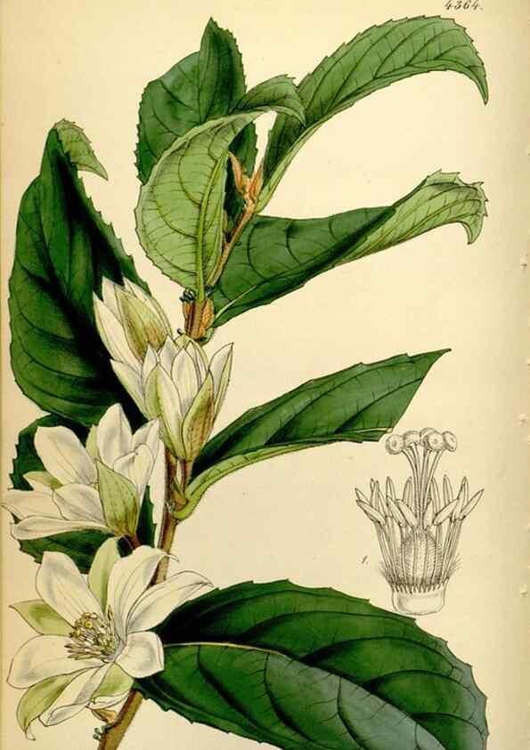 Reproducción/Reproduction 35211486726: Curtis's botanical magazine.. London ; New York [etc.] :Academic Press [etc.]