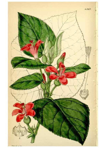 Reproducción/Reproduction 35211489286: Curtis's botanical magazine.. London ; New York [etc.] :Academic Press [etc.]