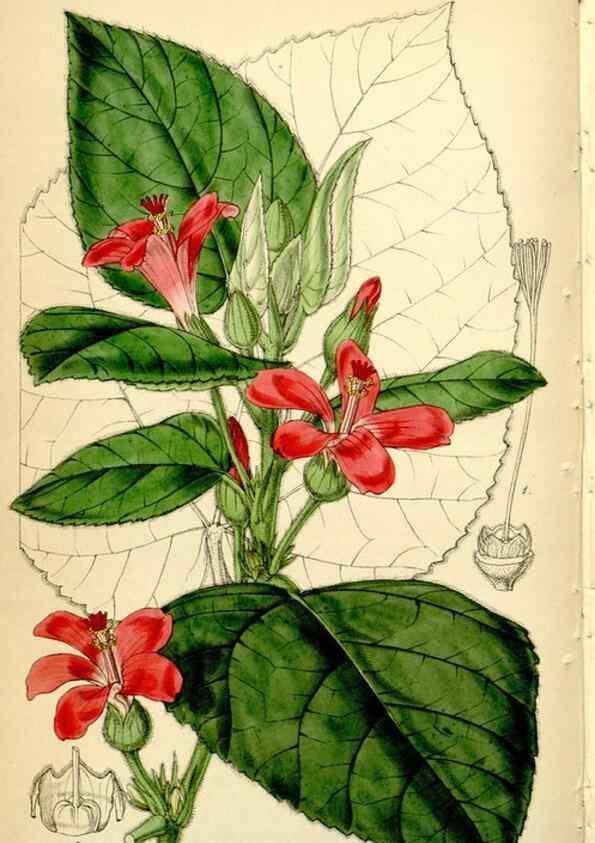 Reproducción/Reproduction 35211489286: Curtis's botanical magazine.. London ; New York [etc.] :Academic Press [etc.]