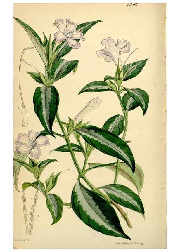 Reproducción/Reproduction 35211491566: Curtis's botanical magazine.. London ; New York [etc.] :Academic Press [etc.]