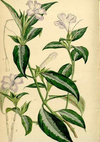 Reproducción/Reproduction 35211491566: Curtis's botanical magazine.. London ; New York [etc.] :Academic Press [etc.]
