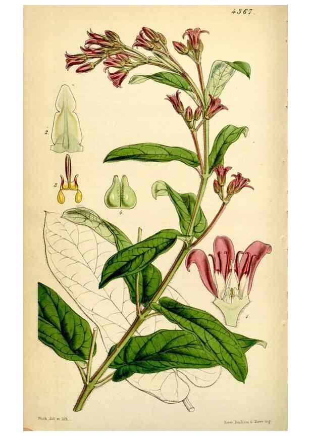 Reproducción/Reproduction 35211494386: Curtis's botanical magazine.. London ; New York [etc.] :Academic Press [etc.]