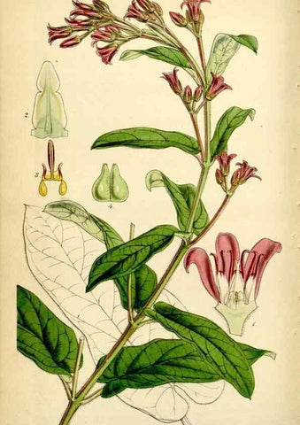 Reproducción/Reproduction 35211494386: Curtis's botanical magazine.. London ; New York [etc.] :Academic Press [etc.]