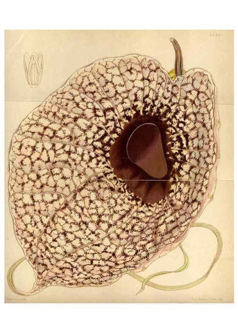 Reproducción/Reproduction 35211496406: Curtis's botanical magazine.. London ; New York [etc.] :Academic Press [etc.]