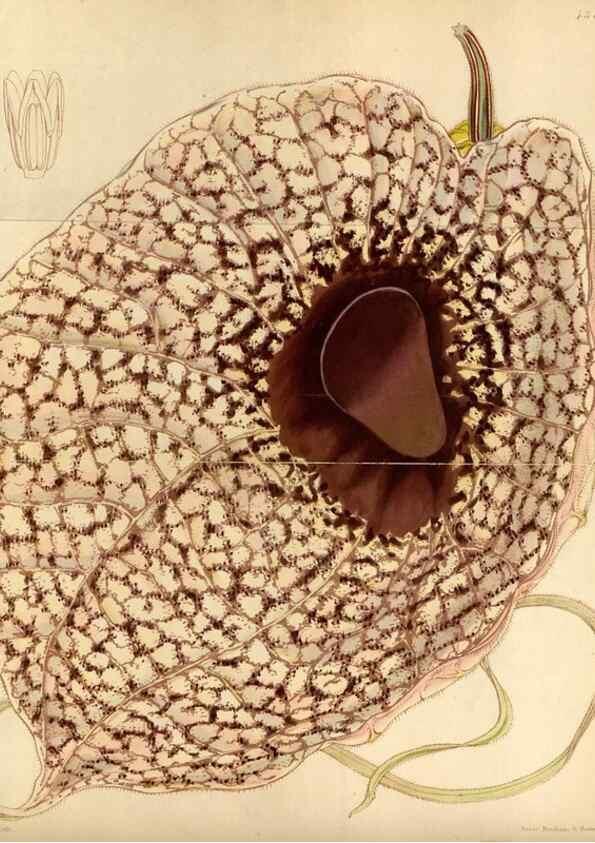 Reproducción/Reproduction 35211496406: Curtis's botanical magazine.. London ; New York [etc.] :Academic Press [etc.]