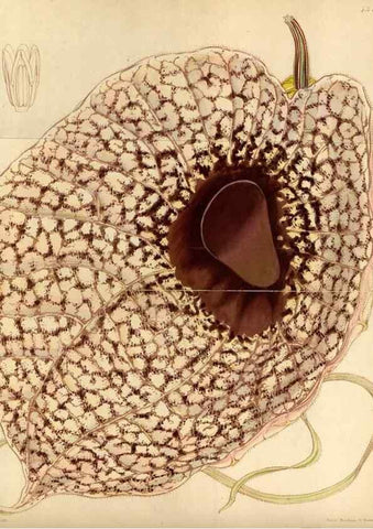 Reproducción/Reproduction 35211496406: Curtis's botanical magazine.. London ; New York [etc.] :Academic Press [etc.]