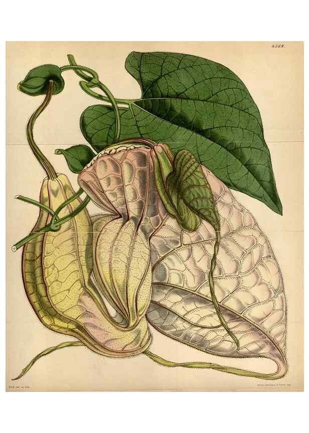 Reproducción/Reproduction 34407579404: Curtis's botanical magazine.. London ; New York [etc.] :Academic Press [etc.]