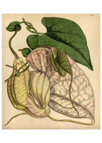 Reproducción/Reproduction 34407579404: Curtis's botanical magazine.. London ; New York [etc.] :Academic Press [etc.]