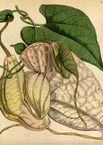 Reproducción/Reproduction 34407579404: Curtis's botanical magazine.. London ; New York [etc.] :Academic Press [etc.]