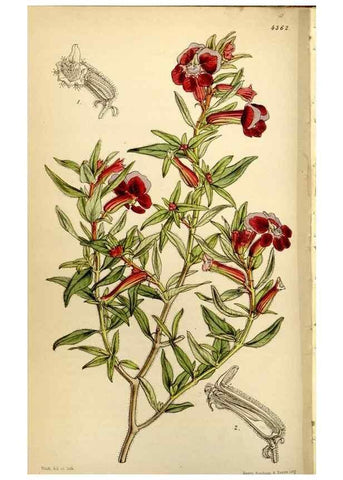 Reproducción/Reproduction 35211480986: Curtis's botanical magazine.. London ; New York [etc.] :Academic Press [etc.]