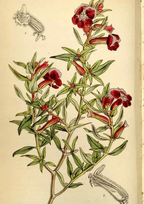 Reproducción/Reproduction 35211480986: Curtis's botanical magazine.. London ; New York [etc.] :Academic Press [etc.]