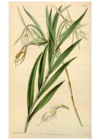Reproducción/Reproduction 35250619725: Curtis's botanical magazine.. London ; New York [etc.] :Academic Press [etc.]