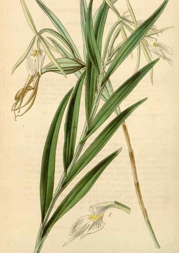 Reproducción/Reproduction 35250619725: Curtis's botanical magazine.. London ; New York [etc.] :Academic Press [etc.]