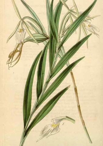 Reproducción/Reproduction 35250619725: Curtis's botanical magazine.. London ; New York [etc.] :Academic Press [etc.]