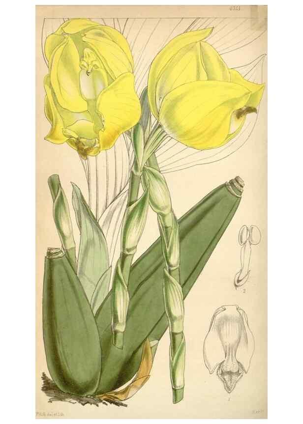 Reproducción/Reproduction 35121344541: Curtis's botanical magazine.. London ; New York [etc.] :Academic Press [etc.]
