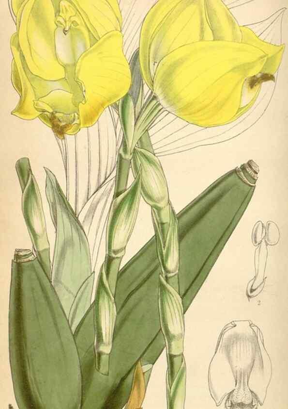 Reproducción/Reproduction 35121344541: Curtis's botanical magazine.. London ; New York [etc.] :Academic Press [etc.]