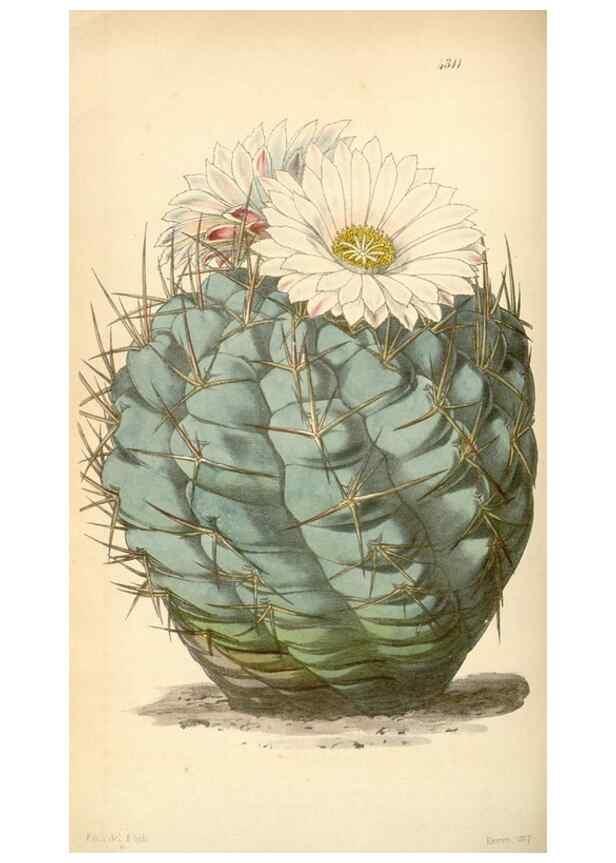 Reproducción/Reproduction 35121340441: Curtis's botanical magazine.. London ; New York [etc.] :Academic Press [etc.]
