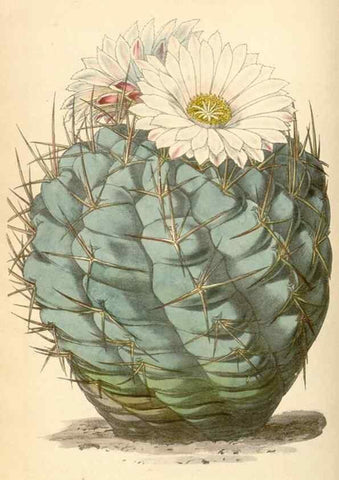 Reproducción/Reproduction 35121340441: Curtis's botanical magazine.. London ; New York [etc.] :Academic Press [etc.]