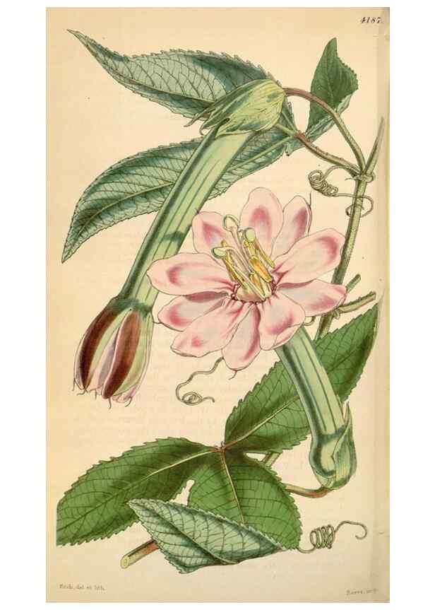 Reproducción/Reproduction 34863630810: Curtis's botanical magazine.. London ; New York [etc.] :Academic Press [etc.]