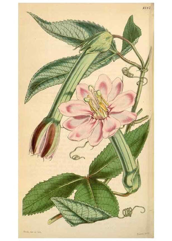 Reproducción/Reproduction 34863630810: Curtis's botanical magazine.. London ; New York [etc.] :Academic Press [etc.]